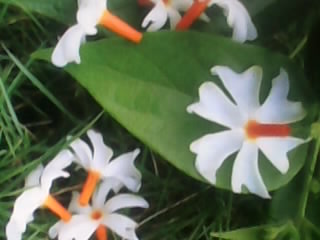 Lalitha Sahasranamam Names 801 to&nbsp;850